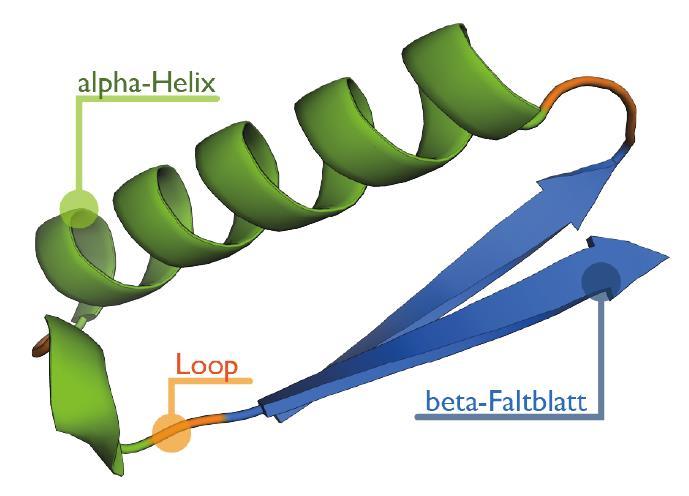 Struktur von Enzymen Sekundärstruktur: a-helix,