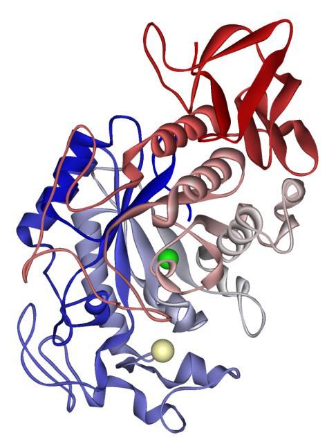 Struktur von Enzymen Tertiärstruktur, z. B. a-amylase Quelle: https://de.