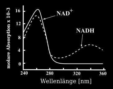 UV-Absorption NADH/NAD + Quelle: https://upload.wikimedia.