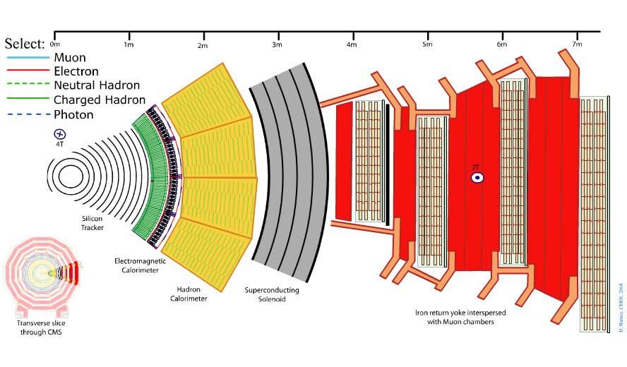 Transverse slice through CMS detector Prof. W.