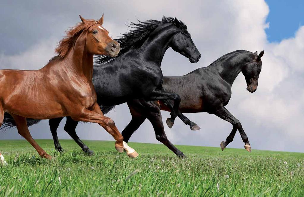 FUTTERQUALITÄT MIT ROBUSTHEIT VERBINDEN. Pferde stellen durch ihre anspruchsvolle Futterselektion besondere Anforderungen an ihre fläche.