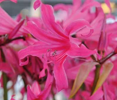 Weil die damaligen Guernsey-Lilien allerdings nur sehr unzuverlässig blühten, wurden sie relativ schnell von anderen Blumen verdrängt und gerieten in Vergessenheit.