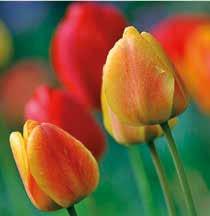 Besonders empfehlenswert sind die Amarinen eine Kreuzung der Nerine bowdenii mit der Amaryllis belladonna. Wirklich robuste Pflanzen, die von Jahr zu Jahr mehr Blüten entwickeln.