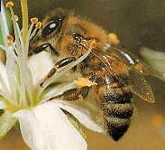produzieren (schwitzen) Bienenwachs sie