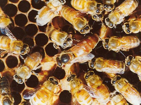 Apis Mellifera = Westliche Honigbiene (Europ.