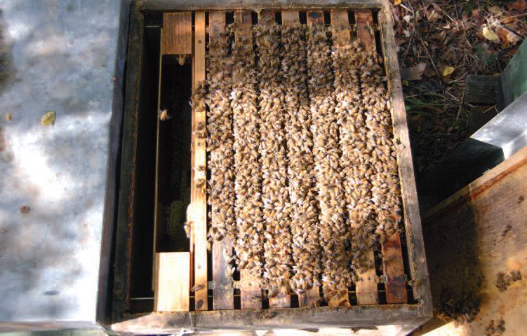 de/fix/doc/os0110.pdf). Die Wärme ist das Lebenselement des Bien Sobald nun also das Brutgeschäft beginnt, leistet das Bienenvolk Schwerstarbeit.