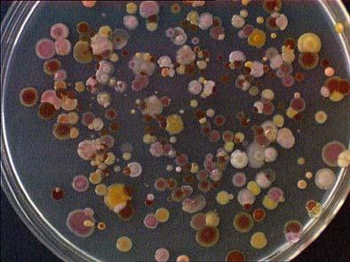 Gehalte produkttypischer Bakterien in losen Malzkeimen (Medianwerte) Gehalte produkttypischer Bakterien in pelletierten Malzkeimen (Medianwerte) 9 8,5 8 7,5 7 Ernte Ernte 3 Ernte 7 6,8 6,6 6, 6, 6