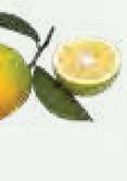 Fruchtmark BOIRON-Ananasmark o. Zucker Art.-Nr. 13.80010 BOIRON-Birnenmark Art.-Nr. 13.80050 Art.-Nr. 13.81310 100 % Ananas, 14 % Brix, Herkunft: Costa Rica / Philippinen BOIRON-Apfelmark Art.