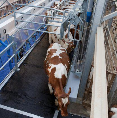Sehr kurze Laufwege beim Melkprozess: Ohne Drehung kann die Kuh den Melkstand ruhig und