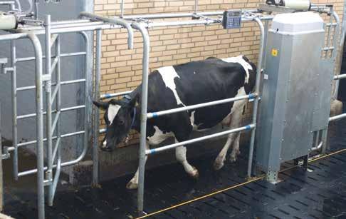 Sie können nacheinander oder parallel installiert werden, um die Anzahl der selektierten Kühe zu steigern oder den Platzbedarf zu