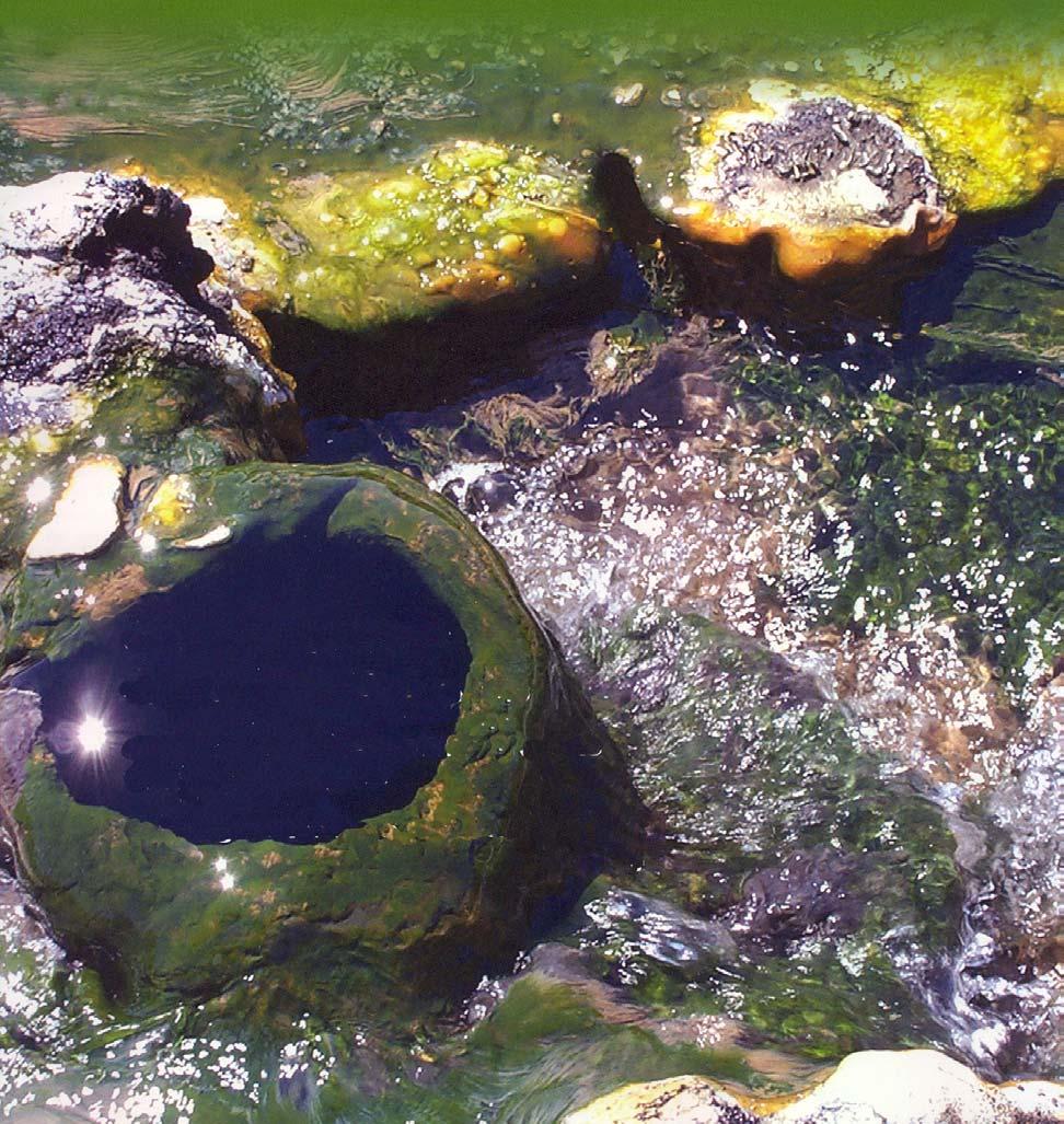 Rezentes Besipiel für ein extremes Habitat: Thermophile Archaebakterien (und Cyanobakterien) im Randbereich einer hydrothermalen