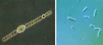 Photoautotrophe Prokaryota: Rezente Vertreter der Cyanobakterien Photoautotrophe