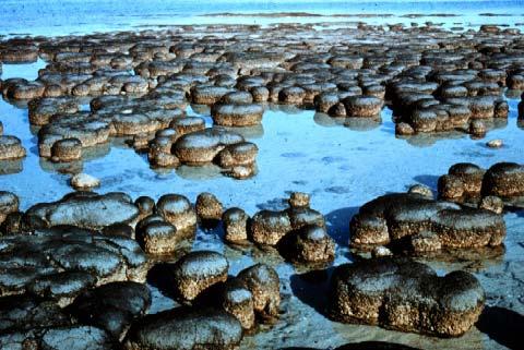 Stromatolithe: Kalkabscheidende Kolonien aus Cyanobakterien Moderne Stromatolite, Shark Bay, W-Australia.