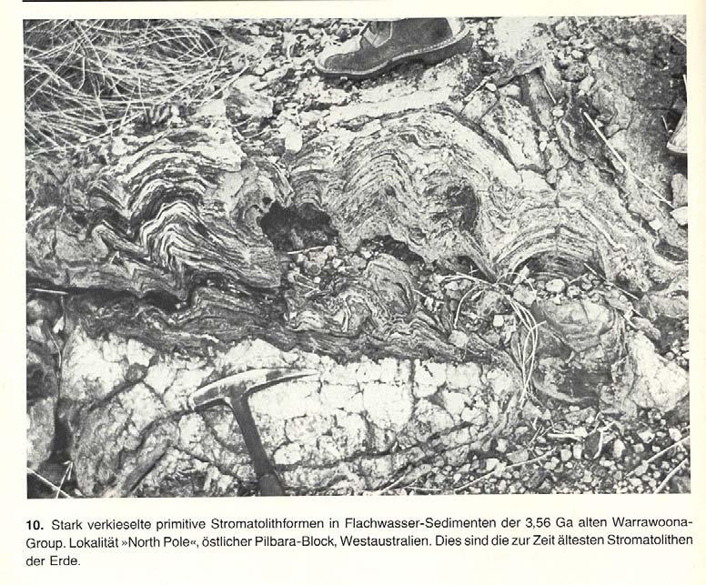 Stromatolithen (?
