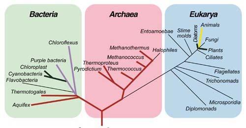 Prokaryoten Der Baum des Lebens Eukaryoten 30 größere Gruppen Diverse Metabolismen