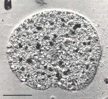 Wann entwickelten sich die ersten Metazoa? Aus dem arbeitsteiligen Zusammenschluss von eukaryotischen Zellen entstehen die ersten vielzelligen Organsimen ( = Metazoa).