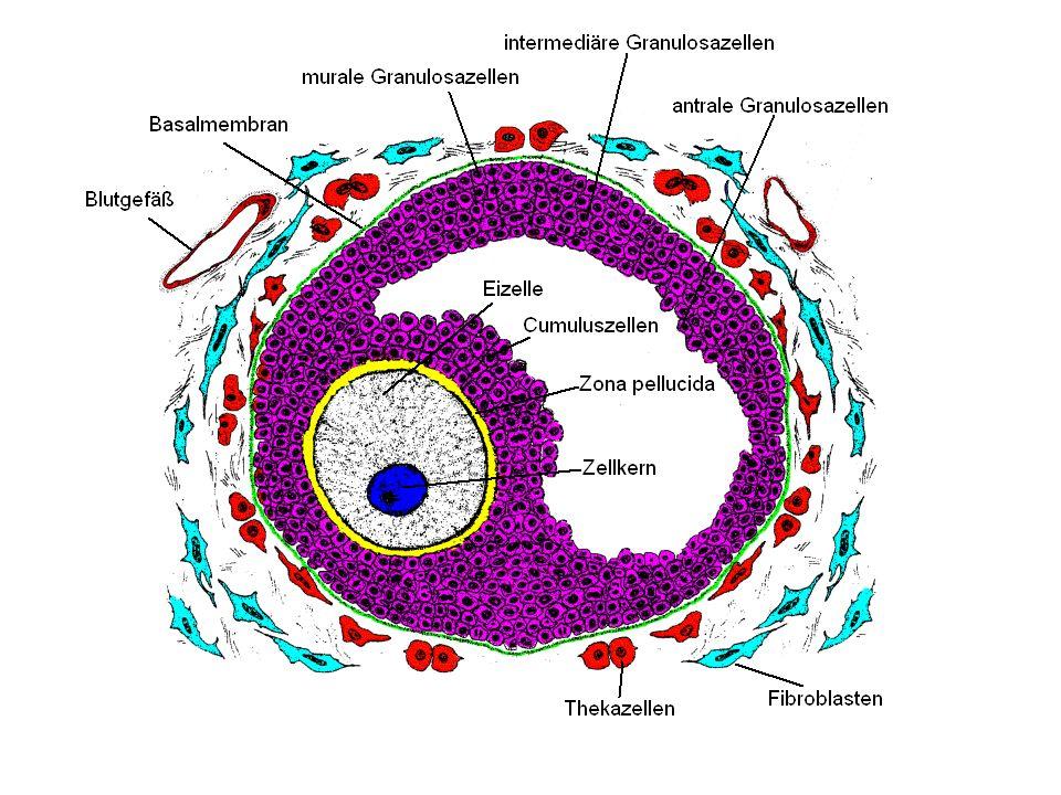 Granulosazellen Thekazellen Eizelle Follikel ->