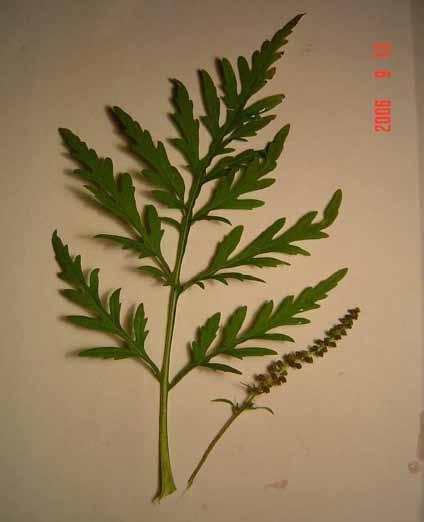 Ambrosia artemisiifolia Ich bedanke mich für