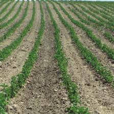 vom Saatgut bis in Ihre Tasse Wir machen Boden gut Nach den Kriterien des kontrolliert-integrierten Anbaus (KIA) ist Feld nicht gleich Feld: So werden zum Beispiel keine Arzneipflanzen an stark