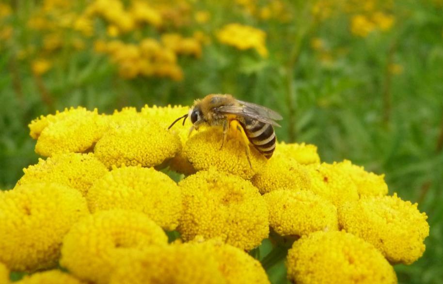Rainfarn-Seidenbiene Colletes similis Flugzeit: Juni September Pollenquelle: spezialisiert auf Asteraceae, z.b. Rainfarn (Tanacetum vulgare) oder Gemeine Schafgarbe (Achillea millefolium).