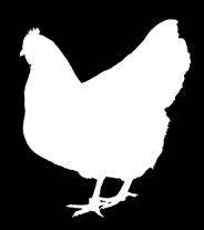 Die Fütterung mit Alleinfutter ist einfach und bequem. In den angebotenen Futtersorten sind alle Inhaltsstoffe vorhanden, die für die Legeleistung der Hennen erforderlich sind.