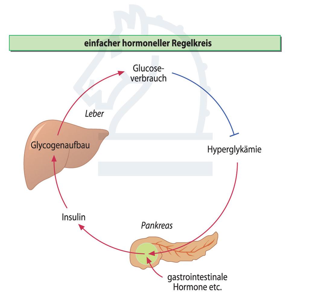 Hormonelle Regelkreise Vorwiegend peripher reguliert: Insulin, (reg.