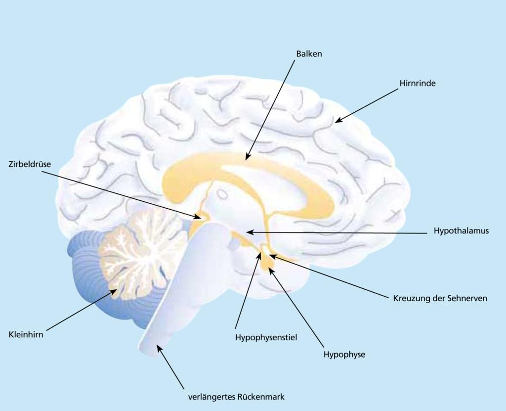 Hypothalamus und Hypophyse Hypothalamus - Teil des Zwischenhirns (Diencephalon) mit Verbindungen zum Mittelhirn (Mesencephalon), dem Rautenhirn (Rhombencephalon), der Hirnrinde und dem Rückenmark -