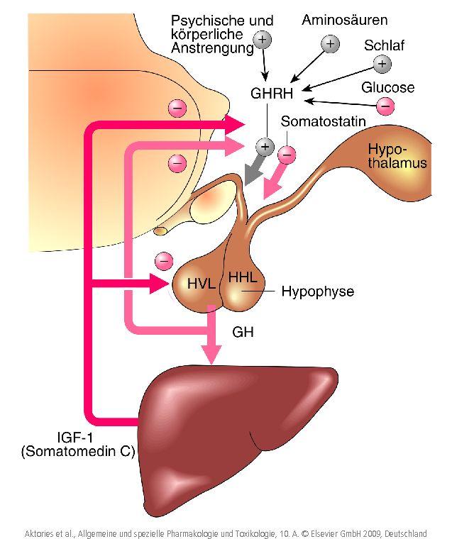Wachstumshormon (GH) und IGF-1 (Somatomedin C) GH (Somatotropin) Wirkungen: IGF-1 vermittelt GH setzt IGF-1
