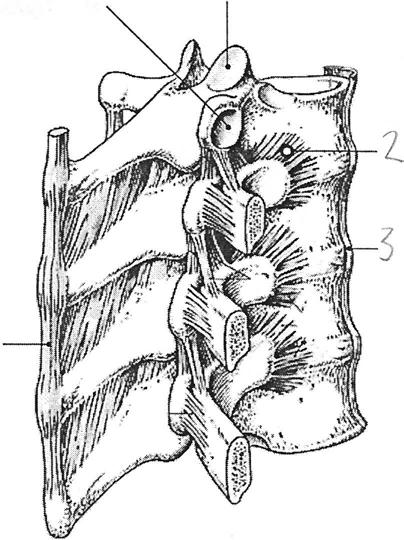 10. Welche Bezeichnung an der Brustwirbelsäule trifft nicht zu (s. Abb.)? 5 1 (A) 1 - Processus articularis superior (B) 2 - Lig. capitis costae radiatumj 3 - Lig. longitudinale anterius J 4 - Lig.