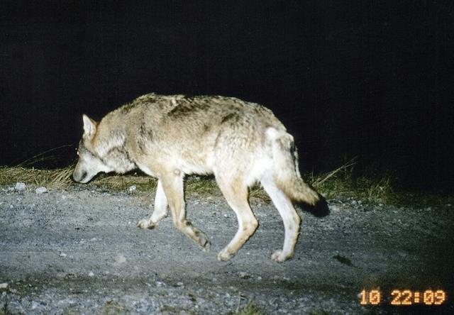 «Es ist bestimmt nicht der letzte Wolf in Zürich» Erster Wolf im Kanton Zürich: Am Mittwoch ist in Schlieren ein Wolf von einem Zug erfasst und getötet worden.