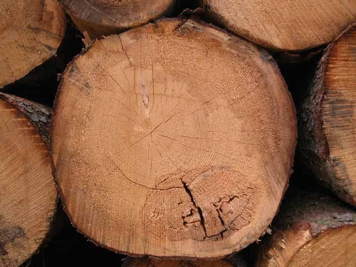 Fäule Definition Zersetzung des Holzes durch Pilze
