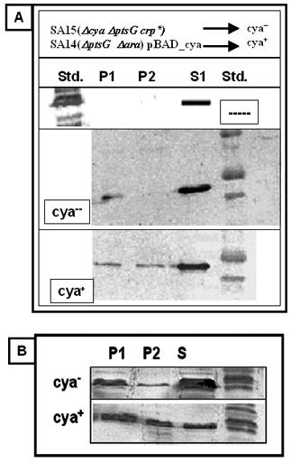 3. Ergebnisse 90 Abb. 36: Bindung von EIIA an die Adenylatcyclase(CyaA). Westernblot mit Antikörpern gegen EIIA. Der Bindetest wurde wie in Kap. 2.5.11 beschrieben durchgeführt.