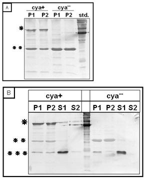 3. Ergebnisse 91 Die Adenylatcyclase mit N-terminalem His-tag (99 kda) konnte im Westernblot mit Penta- His-Antikörpern in den Membranfraktionen des Cya + Stammes nachgewiesen werden (siehe Abb.