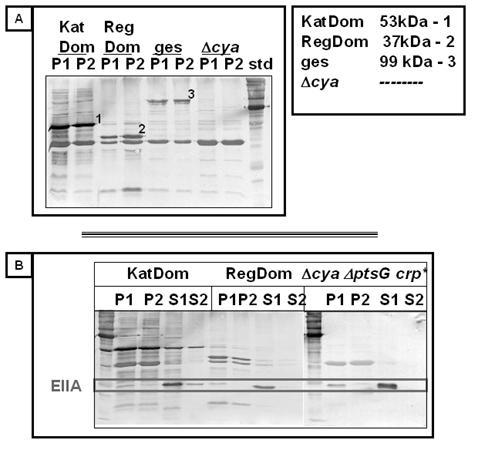 3. Ergebnisse 93 Abb. 38: Bindetests zwischen den Domänen der Adenylatcyclase mit N-terminalem Histag und gereinigtem EIIA Glc Westernblot mit Penta-His-Antikörper.