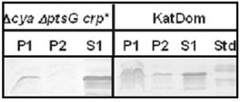 3. Ergebnisse 95 Abb. 39: Wachstum der Adenylatcyclase-Varianten auf Minimalmedium mit Glycerin als einziger Kohlenstoffquelle.