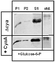 3. Ergebnisse 96 3.3.3 Nachweis der Interaktion zwischen EIIA Glc und der Adenylatcyclase bei Zugabe von Zuckerphosphat Da der von mir erstellte Test geeignet war, eine Bindung zwischen der