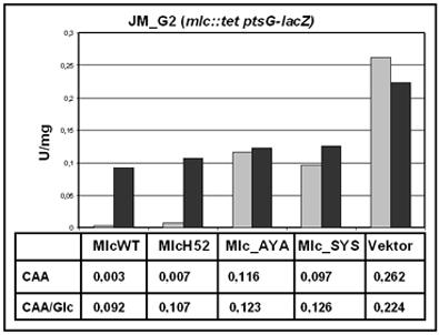 (schwarze Balken) angezogen. Die Expression von mlc wurde nicht zusätzlich durch IPTG induziert. Die ß-Galaktosidaseaktivität wird als spezifische Aktivität in U/mg Gesamtprotein angegeben.
