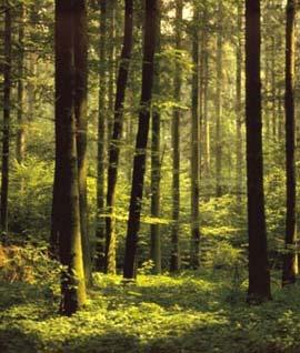 Produkt Holz: Wald als Holzproduzent