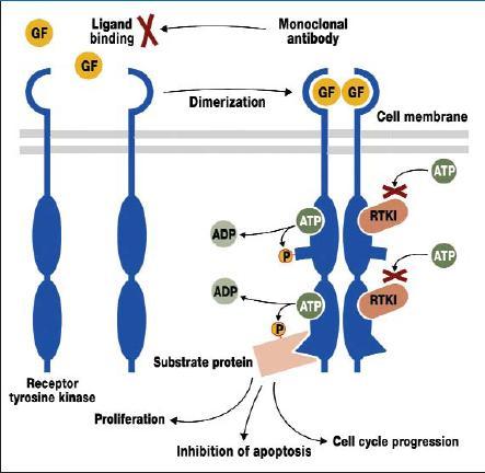 Tyrosinkinasen, Proteasome Wirkmechanismen (nett schematisiert) VEGF-I: