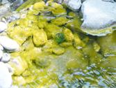 Teich FIT photo + Bereits im Teich FIT wurden die Effektive Mikroorganismen so kombiniert, dass sie speziell in Gewässern optimal wirken können.