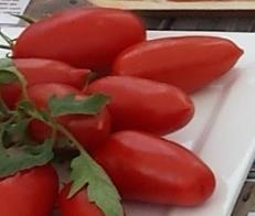 Iskorka (Fünkchen) (aus der Ukraine) 134 Russische Tomate, rot bis dunkelrot, oval bis länglich. Frühreifende Sorte. Pflanzenhöhe ca. 40-55cm, Fruchtgröße ca.