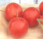 Beauty Queen 182 Mittelgroße Tomate. 1,8m hohe Stabtomate mit mittelfrühem, mäßigen, aber lange anhaltendem Ertrag.