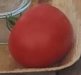 Das Fruchtfleisch ist samtig, saftig. Regenschutz. Black Aisberg 183 Mittelgroße Tomate.