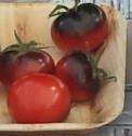 Regelmäßiges Blattwerk mit 250-800 gr große Früchte. Tomate mit vollen und komplexen Aromen. Indigo Apple 238 Indigo Apple ist eine außergewöhnliche Tomate, ein Blickfang.