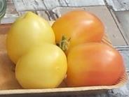 Teton de Venus blanc (Venusbrüstchen weiß) 320 Herzförmige Tomate mit einer großen Spitze. Cremeweiße Früchte mit gutem Geschmack. Fleischige Sorte mit wenig Samen.