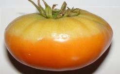Malo eckige Tomate 47 Rote, eher eckige, mittelgroße Früchte, etwa 85gr.