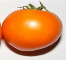 Eine natürliche Resistenz macht diese Tomate zu einer neuen Liebhabersorte. Wenig Samen.
