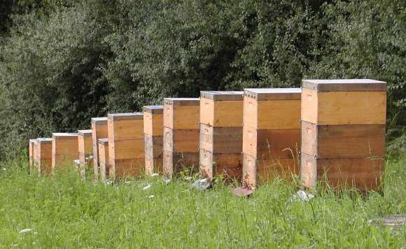 Züchten heißt nicht einfach Vermehrung, sondern Verbesserung der in der Biene angelegten Leistungskraft Ziel