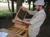 Der Züchter will die Bienen verbessern Er kennzeichnet Königinnen/Völker und sichtet die Unterschiede; er