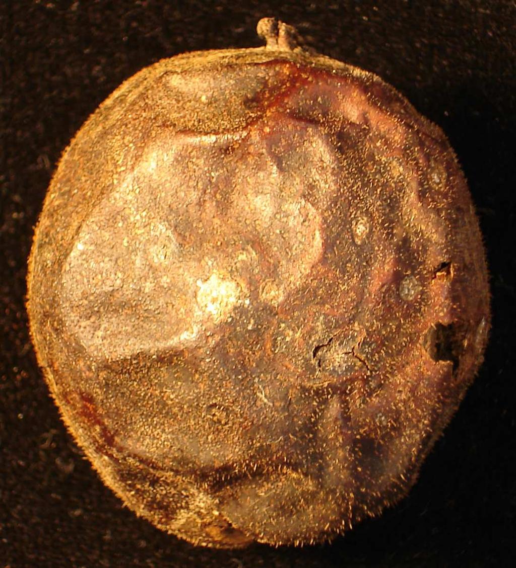 Regenspritzer verbreitet werden. Marssonina juglandis überwintert als Hauptfruchtform (Gnomonia leptostyla) in befallenem Falllaub.